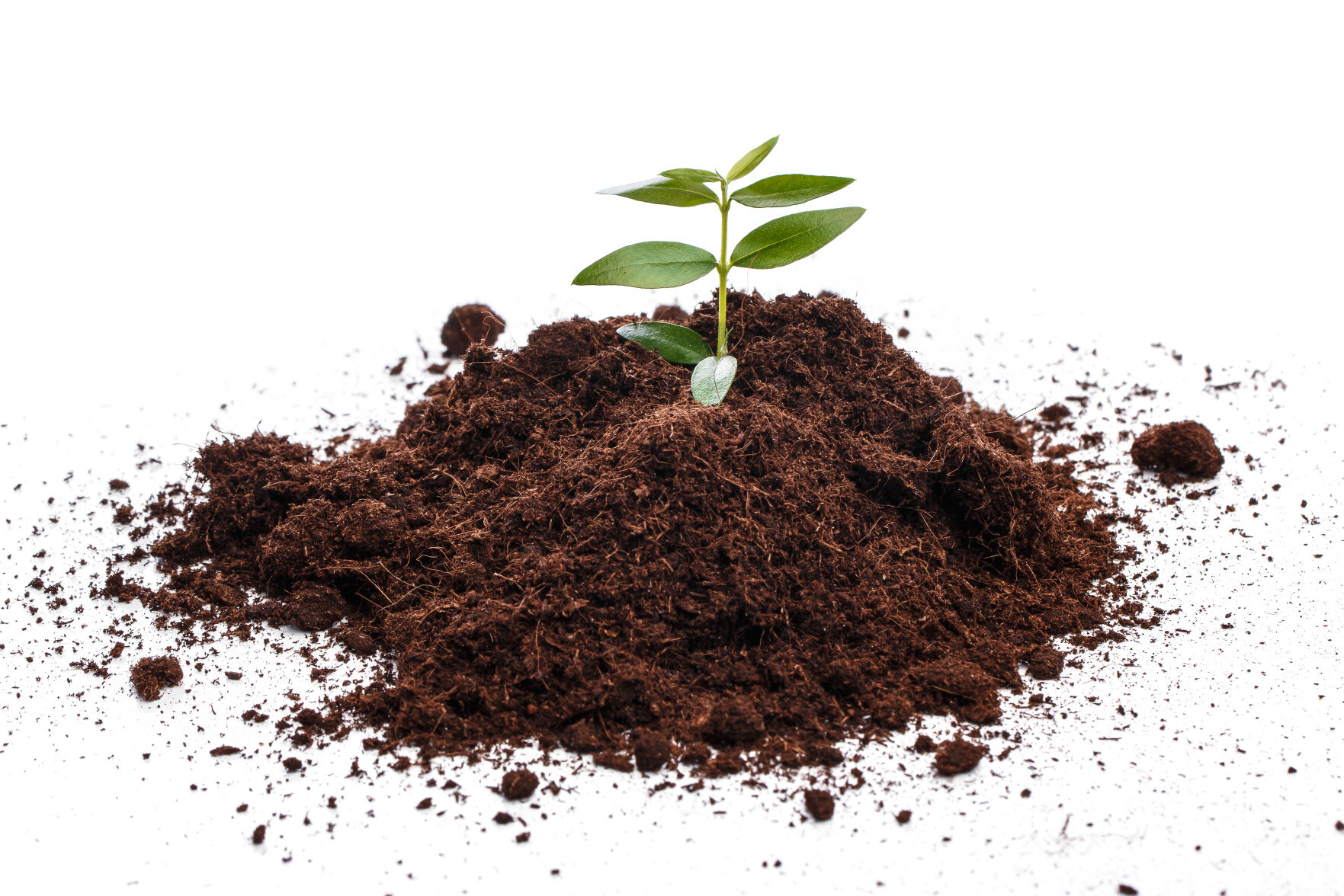 Small green sprout in soil
